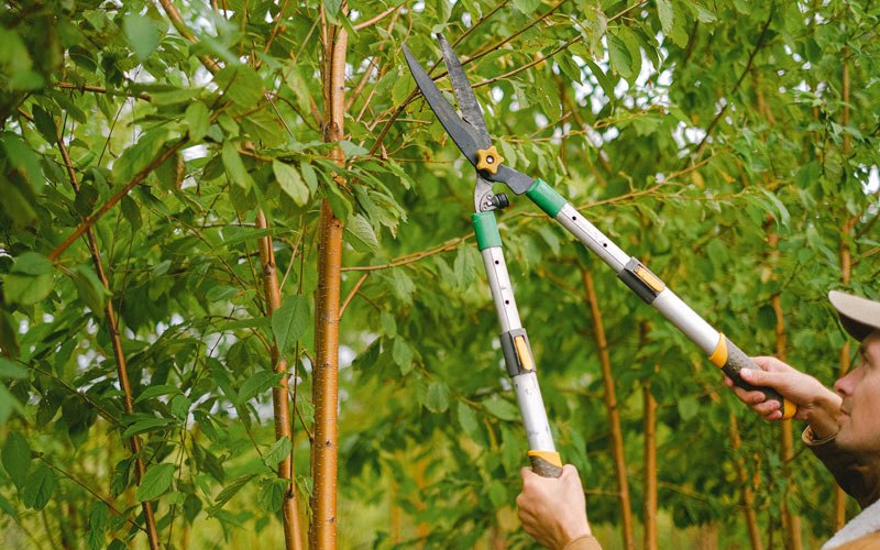Tree trimming in Converse, IN